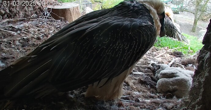 Hans übernimmt 31.03.25