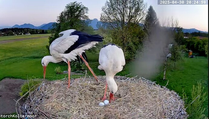 Screenshot_2025-04-30-20-27-21-776_com.google.android.youtube