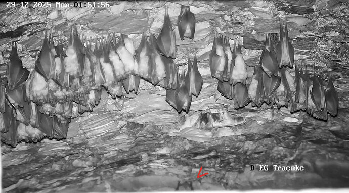 2025-12-29 ab 01.00_3 Glattnase putzt sich