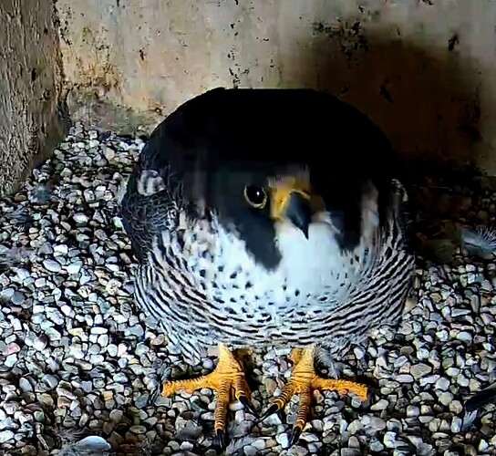 Screenshot_2026-02-17-13-37-36-500_com.android.chrome~2