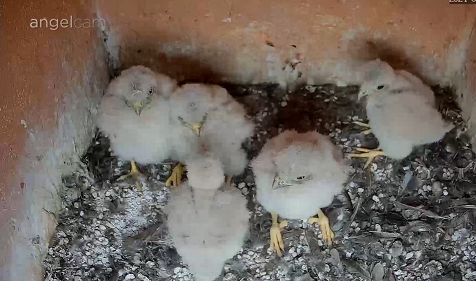 Screenshot_20240530_135816_Chrome