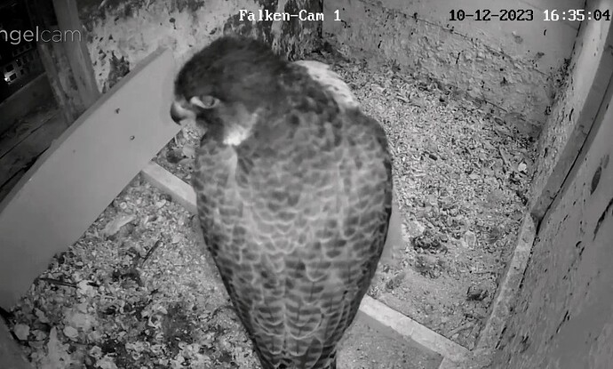 Screenshot_2023-12-10-16-35-22-821_com.android.chrome