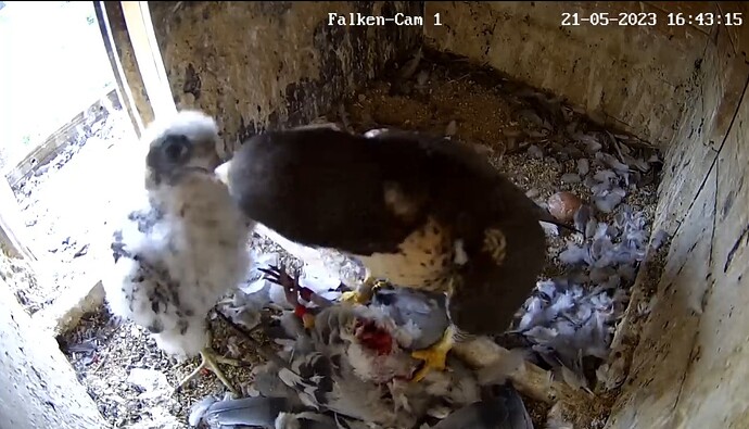 Screenshot_20230521_164333_Chrome