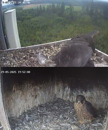 Screenshot_20250529_204641_Chrome