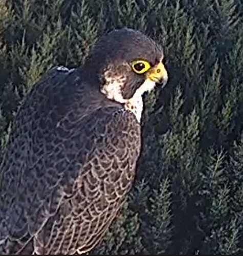 Screenshot_20230914_183906_Chrome