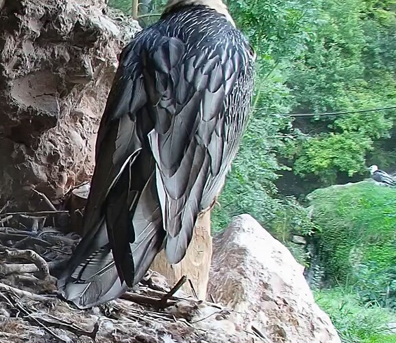 Hans weggeflogen 14.09.25