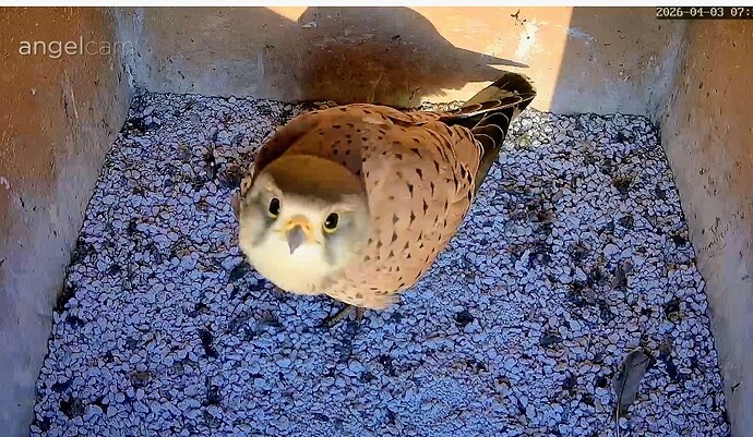 Screenshot_2026-04-03-07-19-25-036_com.android.chrome~2