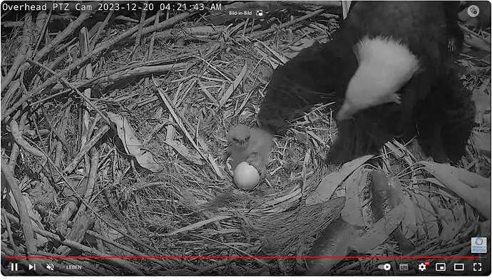 Screenshot 2023-12-20 103409