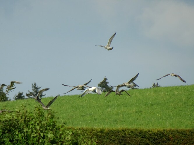 DSC06647