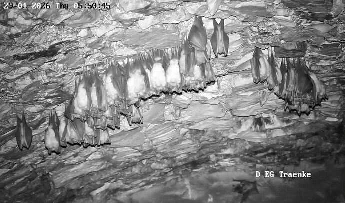 2026-01-29_5ab 5.00 Glattnase 1