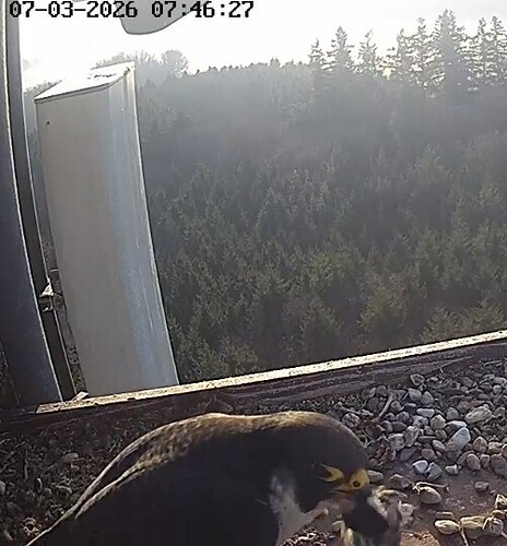 Screenshot_20260307_074613_Chrome