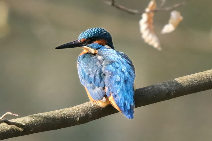 Eisvogel 2a
