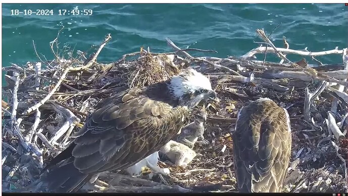 Screenshot 2024-10-18 110612