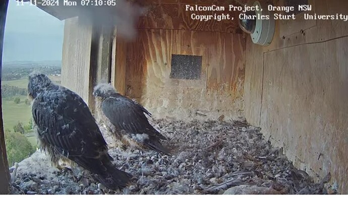 Screenshot_20241110_211026_Chrome