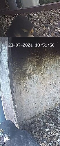 Screenshot_20240723_194820_Chrome