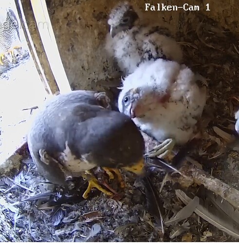 Screenshot_20250509_150308_Samsung Internet