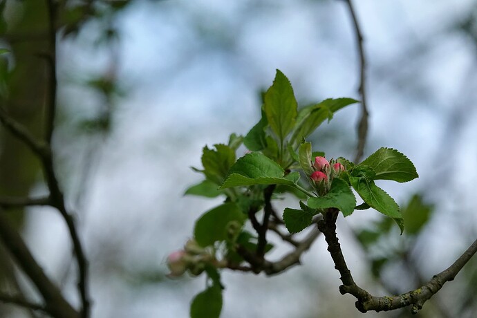 DSC01914_1