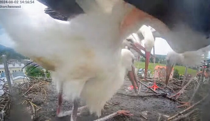 Screenshot_2024-08-02-14-33-02-827_com.google.android.youtube