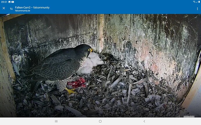 Screenshot_20240416-090119_Chrome