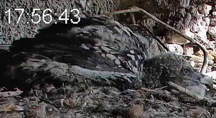 Screenshot_2025-05-02-17-58-05-944_com.android.chrome