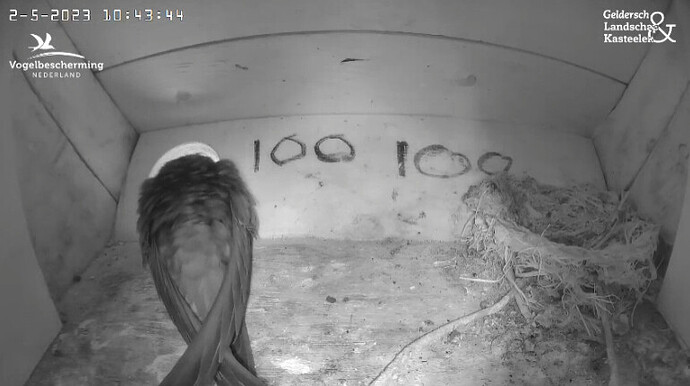 2023-05-02 10_44_21-Gierzwaluw _ Vogelbescherming und 2 weitere Seiten - Persönlich – Microsoft Edg