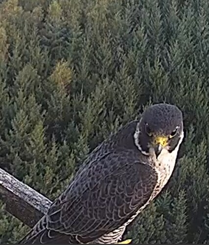 Screenshot_20230914_192016_Chrome