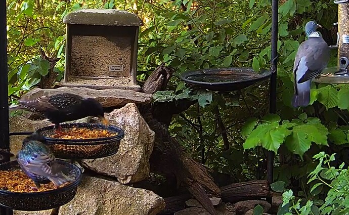 Stare 2 und RiTa 15.05.24