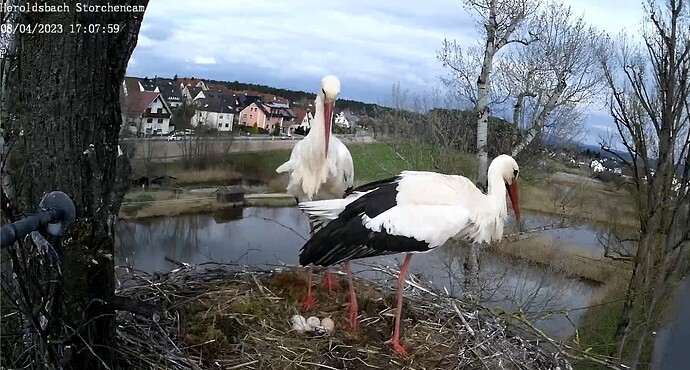 Screenshot_20230408-170821_Samsung Internet