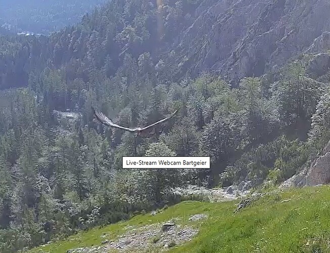 Barti im Flug 06.07.25
