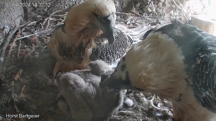 SnapShot-20240403_143239