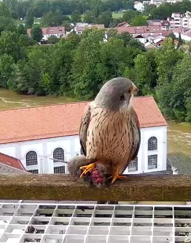 Screenshot_20240610-172645~2