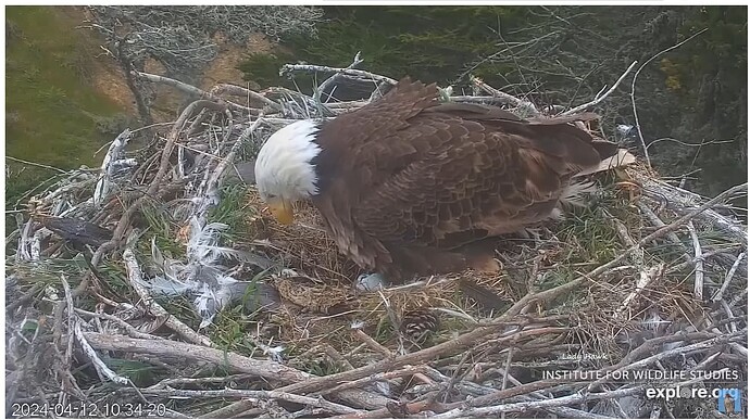 Screenshot 2024-04-13 110933