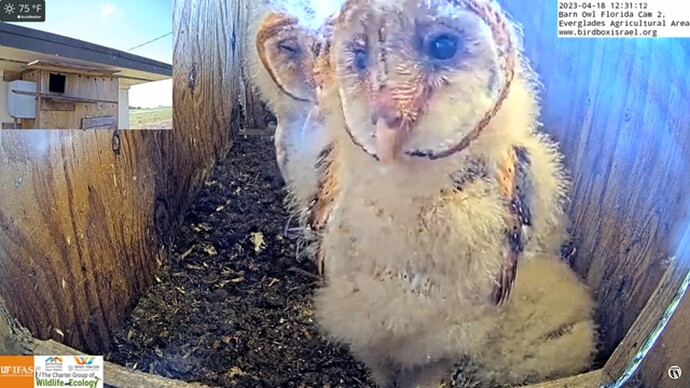 BOFL_230418_owlets2