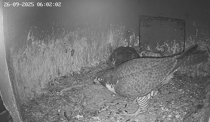 Screenshot_20250926_065627_Chrome