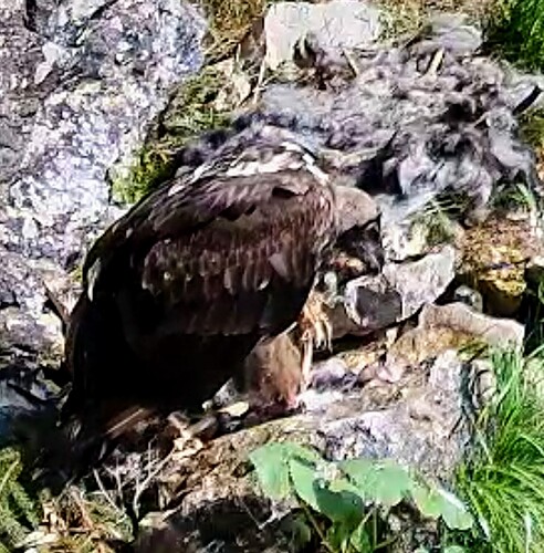 Screenshot_2025-06-10-08-00-59-927_com.android.chrome