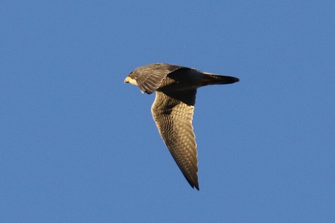 Falco 5b