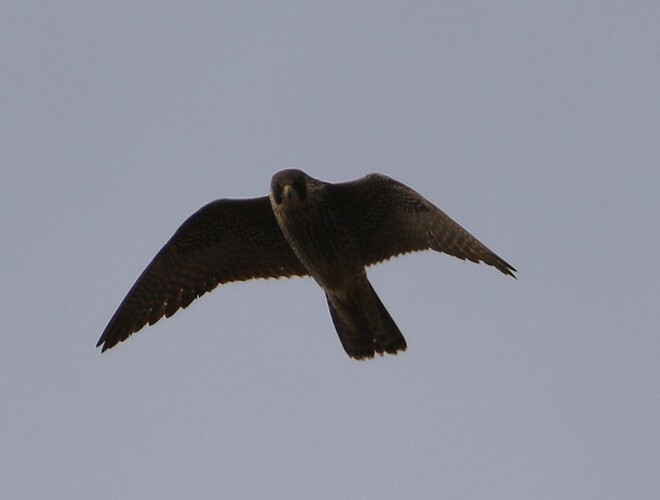 Jungvogel Suchflug 6