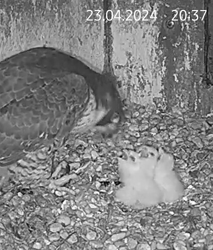 Screenshot_20240423_203703_Chrome