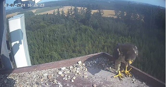 Screenshot_20240727_172500_Chrome