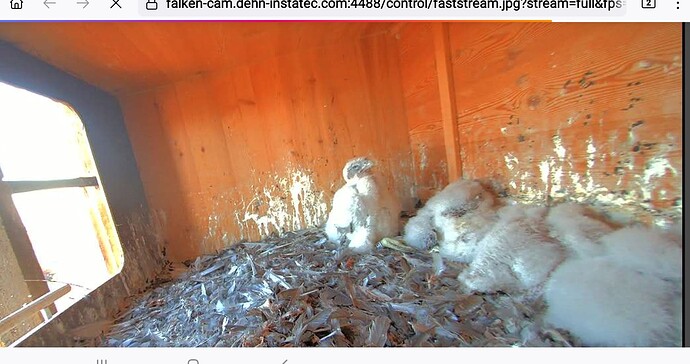 Screenshot_20240513-200329_Firefox