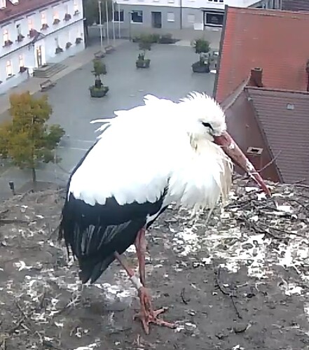 Screenshot_2023-10-19-07-43-35-010_com.android.chrome