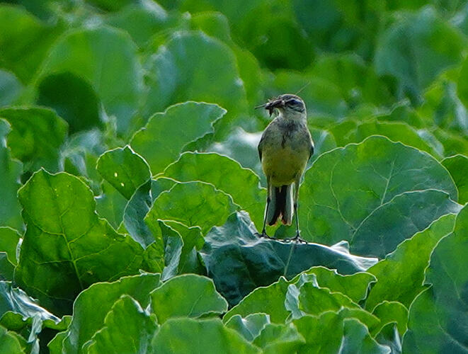 DSC03897