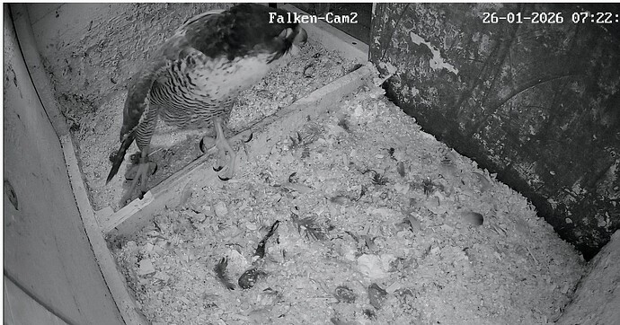 Screenshot_2026-01-26-07-22-17-522_com.android.chrome~2