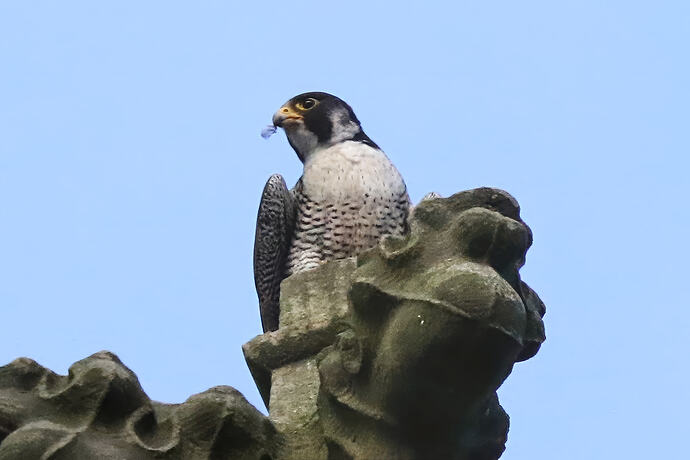 Falco 2a