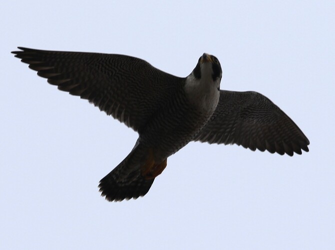 Falco Rundflug