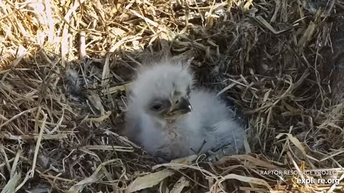 dech_230412_chick_c_