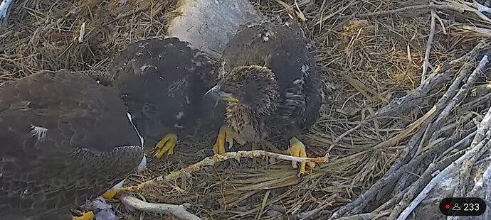 Screenshot_20240201_224929_YouTube