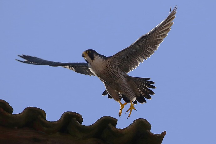 Falco Start 3