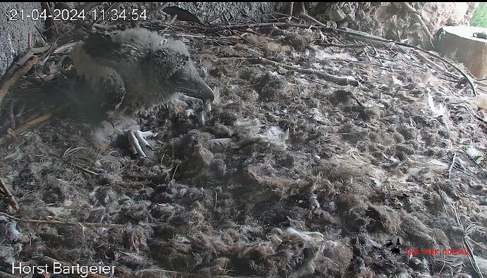 Screenshot_20240421_113624_Chrome~2