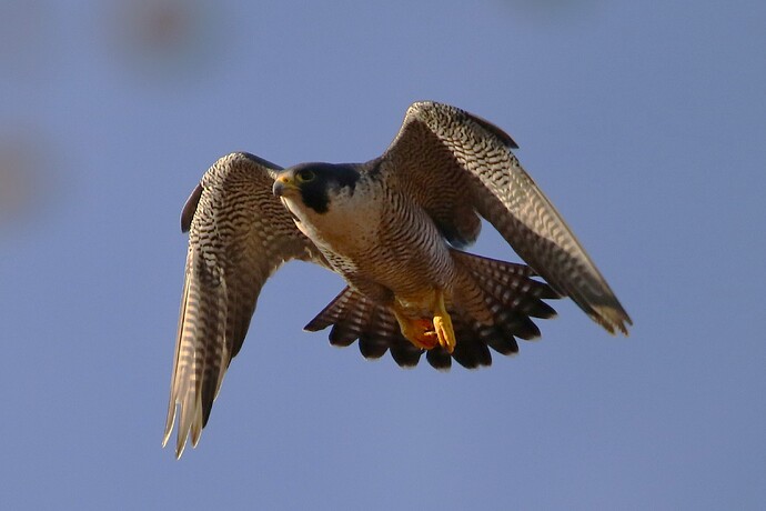 Falco abends 2d